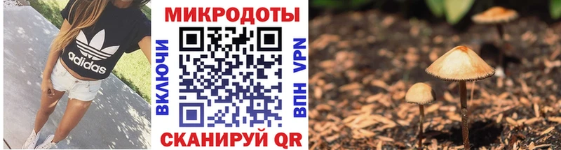 Галлюциногенные грибы Psilocybe  где можно купить   Пустошка 